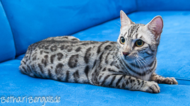 Bengal silber rosetted